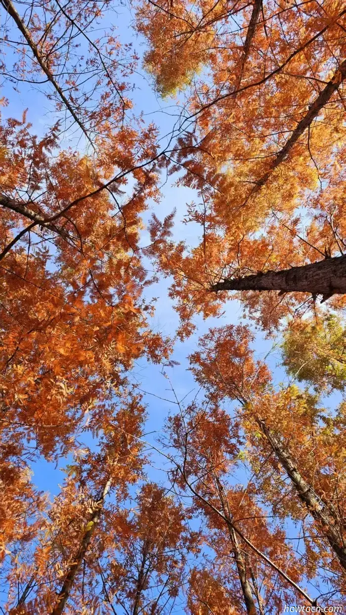 Il meglio di Pechino nelle foto dei lettori: fogliame autunnale