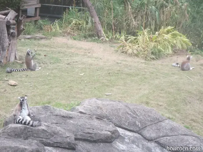 Guangzhou Zoo und Ozeanwelt - Keine feste Adresse