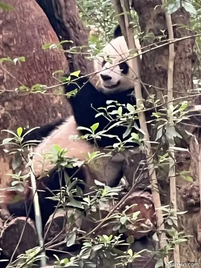 Panda Park e treno per Chongqing-Cina Visita 17-28 giugno 2025