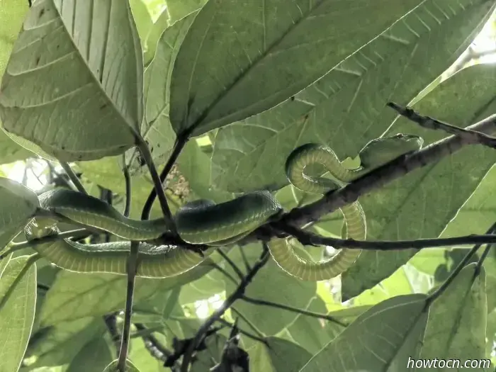 Celebrate the Year of the Snake with Elegant, Symbolic Jewelry.