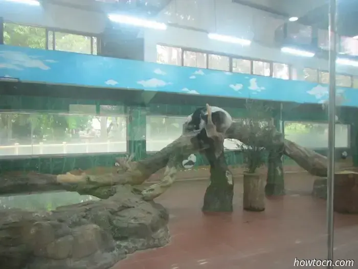 Guangzhou Zoo und Ozeanwelt - Keine feste Adresse