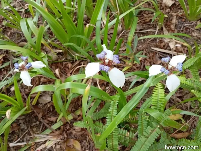 Desearía que pudiéramos quedarnos más tiempo. - Macao y China.