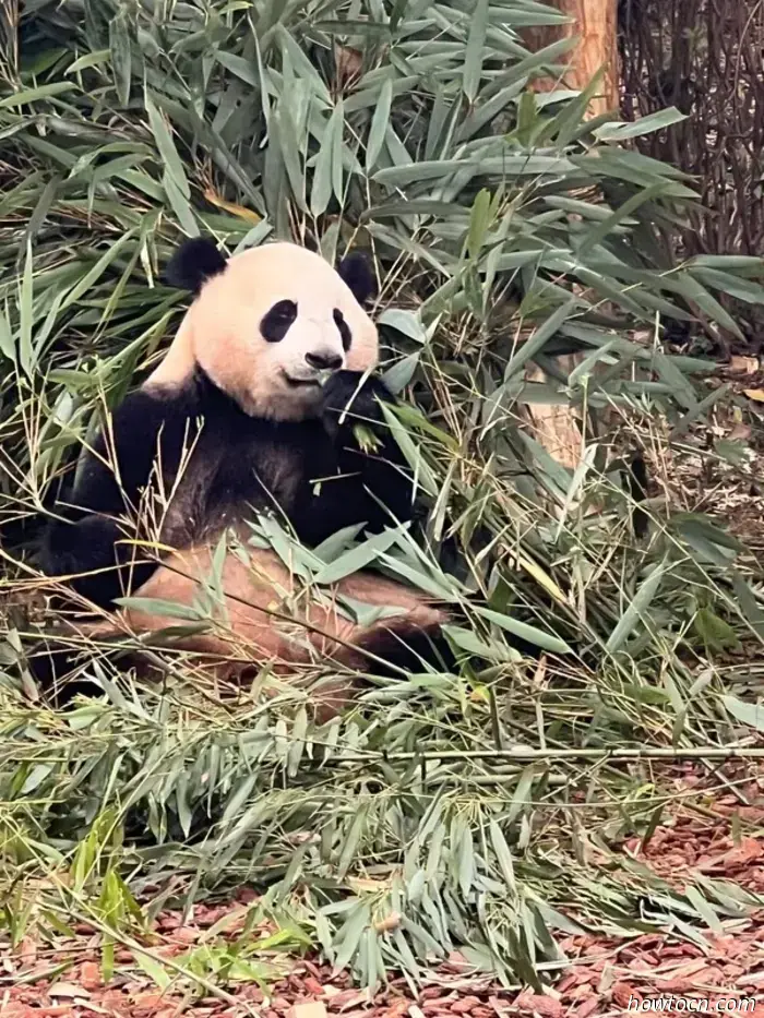 Panda Park e treno per Chongqing-Cina Visita 17-28 giugno 2025