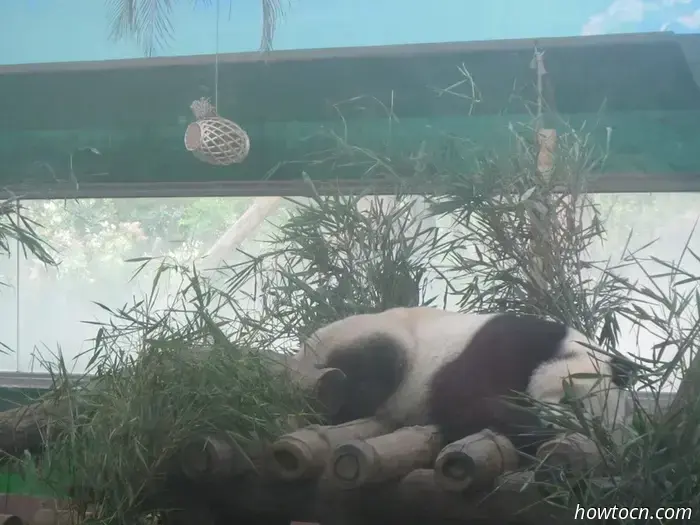 Guangzhou Zoo und Ozeanwelt - Keine feste Adresse