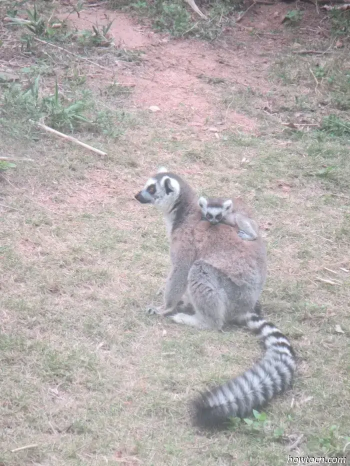 Guangzhou Zoo und Ozeanwelt - Keine feste Adresse