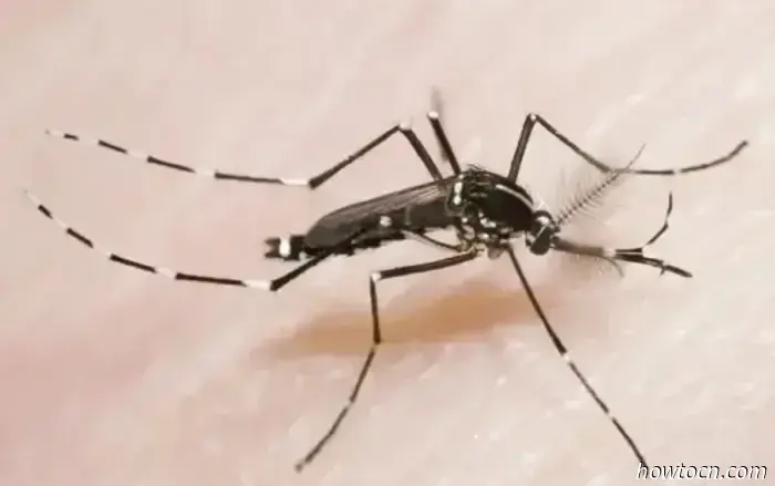 Notizie di Pechino: Avviso del CDC sulla chikungunya, truffe e sicurezza dell'elmo