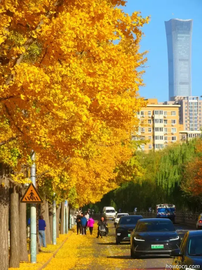 Il meglio di Pechino nelle foto dei lettori: fogliame autunnale