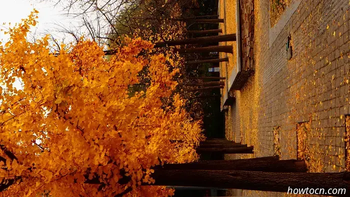 Il meglio di Pechino nelle foto dei lettori: fogliame autunnale