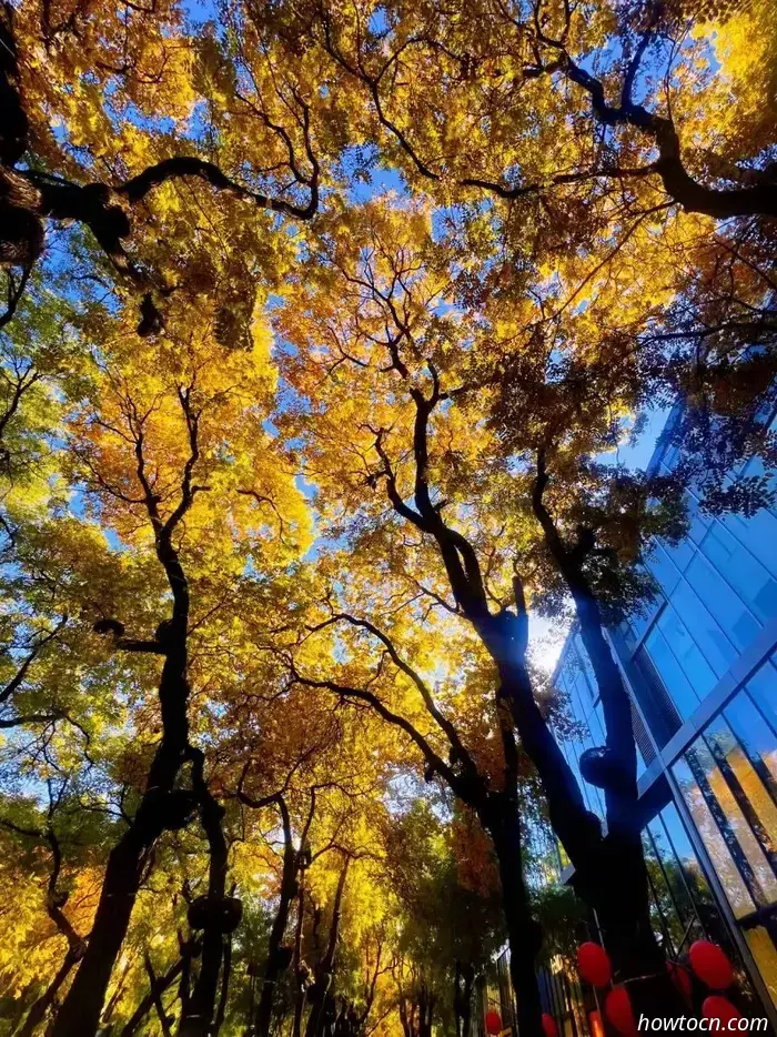 Il meglio di Pechino nelle foto dei lettori: fogliame autunnale