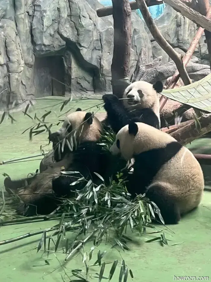 Panda Park e treno per Chongqing-Cina Visita 17-28 giugno 2025