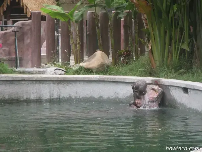Guangzhou Zoo und Ozeanwelt - Keine feste Adresse
