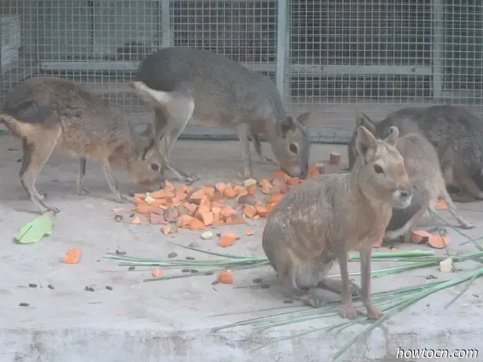 Guangzhou Zoo und Ozeanwelt - Keine feste Adresse