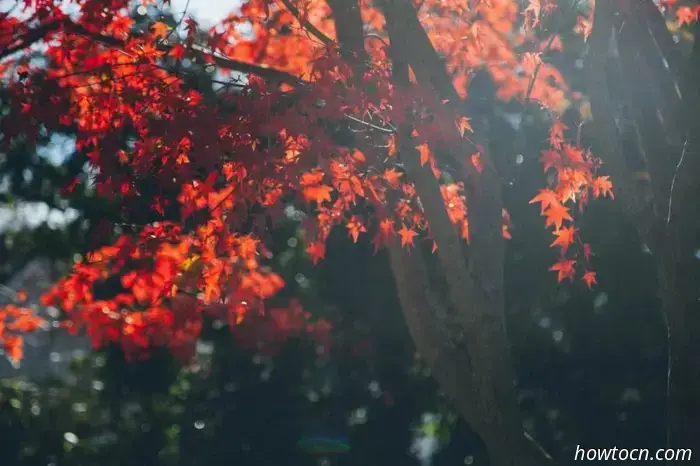 Mandarin Monday: 15 Key Words and Phrases for Autumn