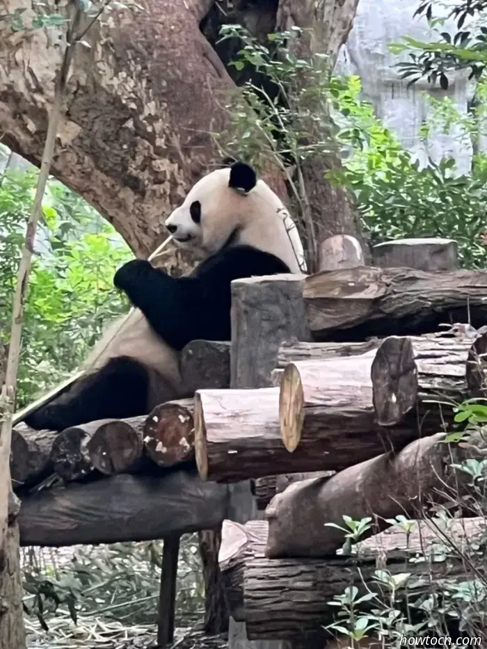 Panda Park e treno per Chongqing-Cina Visita 17-28 giugno 2025