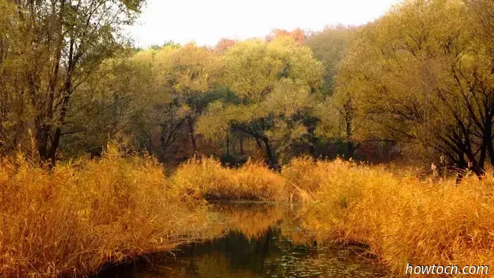 Il meglio di Pechino nelle foto dei lettori: fogliame autunnale