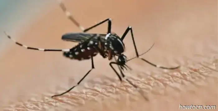 Notizie di Pechino: Avviso del CDC sulla chikungunya, truffe e sicurezza dell'elmo