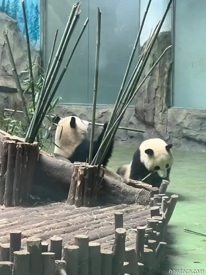 Panda Park e treno per Chongqing-Cina Visita 17-28 giugno 2025