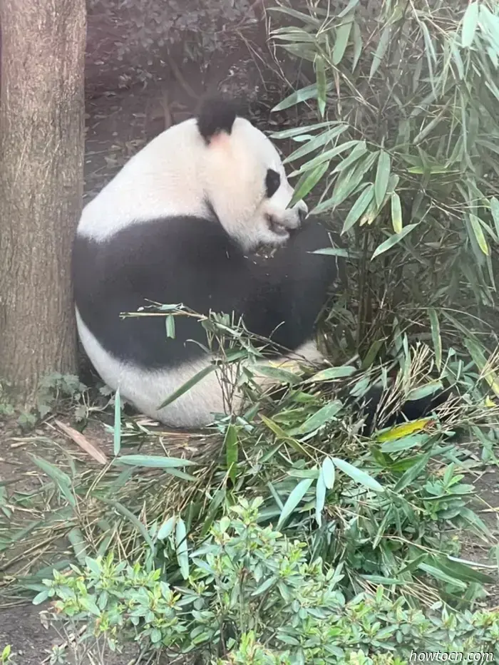Panda Park e treno per Chongqing-Cina Visita 17-28 giugno 2025