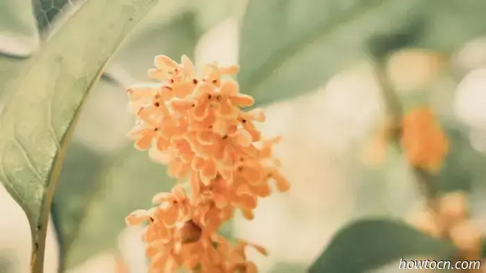 Mandarin Monday: 15 Key Words and Phrases for Autumn