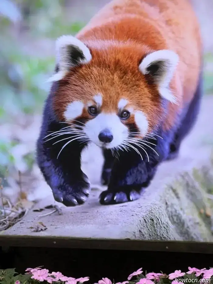 Panda Park e treno per Chongqing-Cina Visita 17-28 giugno 2025