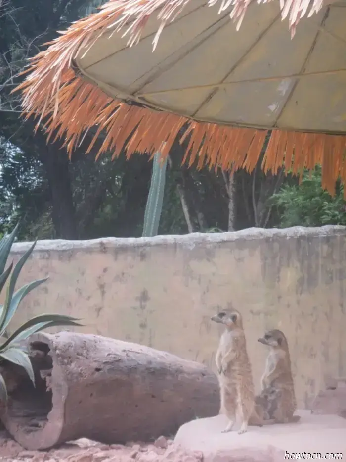 Guangzhou Zoo und Ozeanwelt - Keine feste Adresse