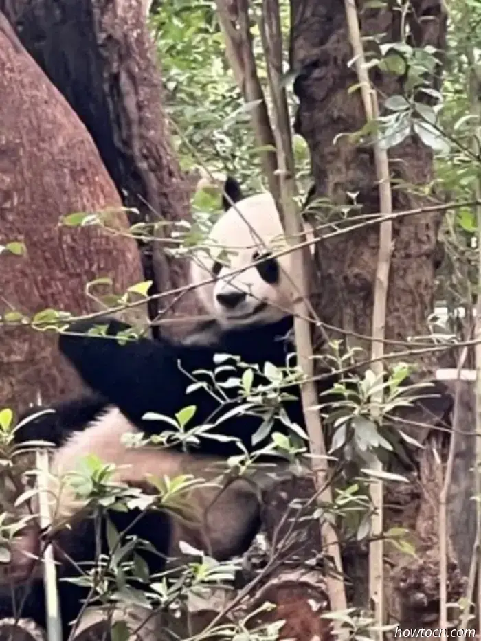 Panda Park e treno per Chongqing-Cina Visita 17-28 giugno 2025