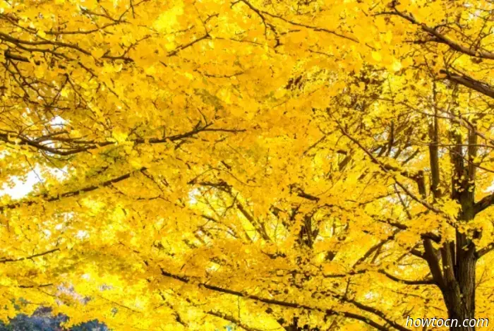 Ammira le spettacolari foglie autunnali in questi luoghi di Pechino