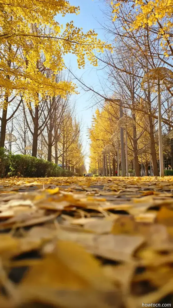 Il meglio di Pechino nelle foto dei lettori: fogliame autunnale