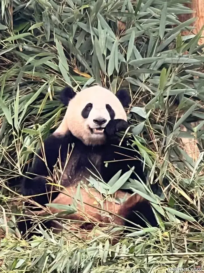 Panda Park e treno per Chongqing-Cina Visita 17-28 giugno 2025