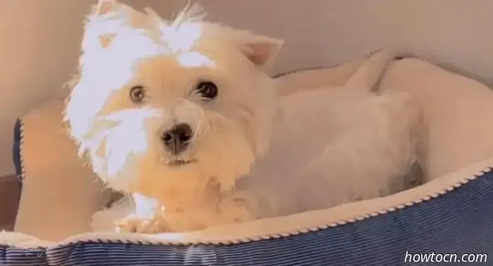 Beijing News: Individual Receives Prison Sentence for Poisoning Pets