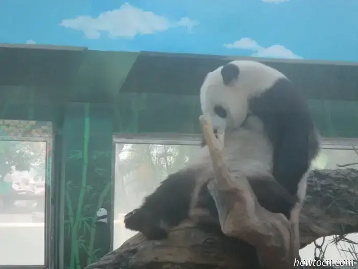 Guangzhou Zoo und Ozeanwelt - Keine feste Adresse