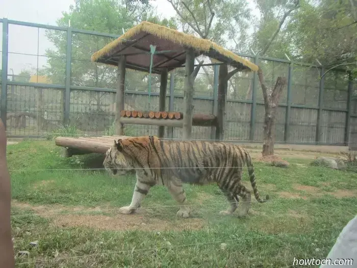 Guangzhou Zoo und Ozeanwelt - Keine feste Adresse
